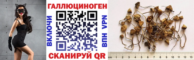 KRAKEN ONION  Кяхта  Галлюциногенные грибы GOLDEN TEACHER 